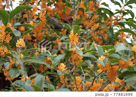 キンモクセイ　　　*・・・flagrant orange-colored olive・・・* 77881699
