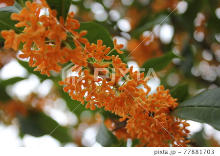 キンモクセイ　　　*・・・flagrant orange-colored olive・・・* 77881703
