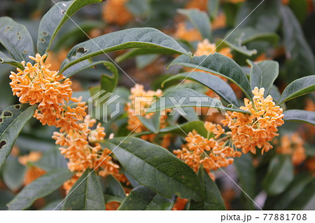 キンモクセイ *・・・flagrant orange-colored olive・・・* キンモクセイ *・・・flagrant orange-colored olive・・・* 77881708