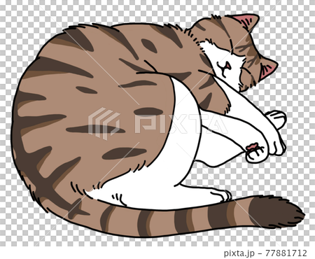 眠るキジ白のイラスト素材 [77881712] - PIXTA