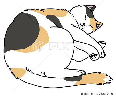 眠る三毛猫 77881716