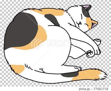 眠る三毛猫 77881716