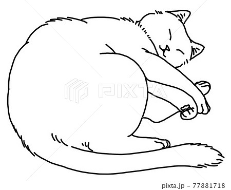 眠る猫 眠る猫 77881718