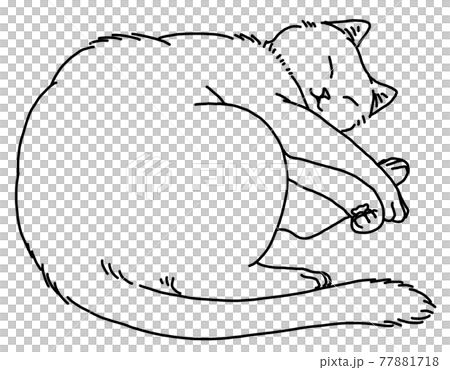眠る猫 眠る猫 77881718