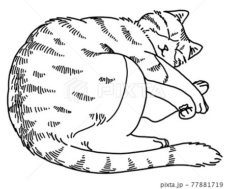 眠る猫 眠る猫 77881719