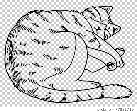 眠る猫 眠る猫 77881719