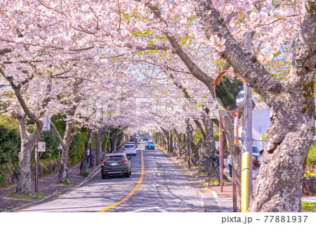 桜の木のトンネル　静岡県伊東市八幡野 77881937