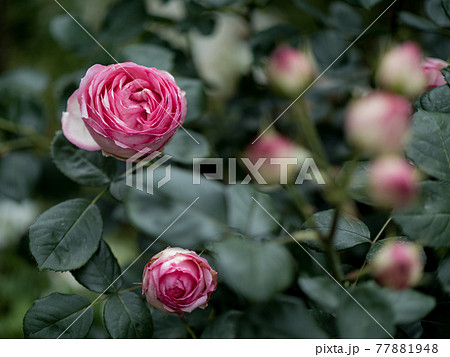 雨後の満開のバラたち 77881948