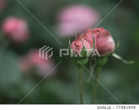 しっとりとしたバラのつぼみ 77881949