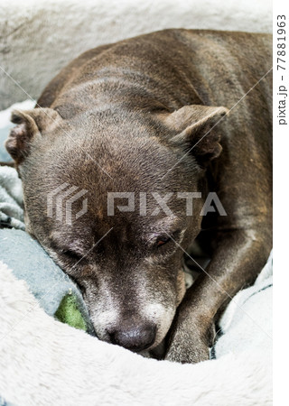 スタッフォードシャーブルテリア 77881963