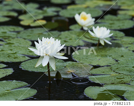 池に咲く白いスイレンの花 池に咲く白いスイレンの花 77882115