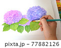 3本の紫陽花　水彩画　筆　手　描いているところ 77882126