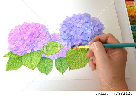 3本の紫陽花 水彩画 筆 手 描いているところの写真素材