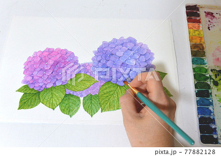 上から見た アジサイの絵 描き中 水彩 手描き パレット 写真の写真素材