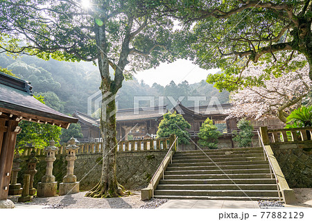 島根県松江市　春の美保神社 77882129