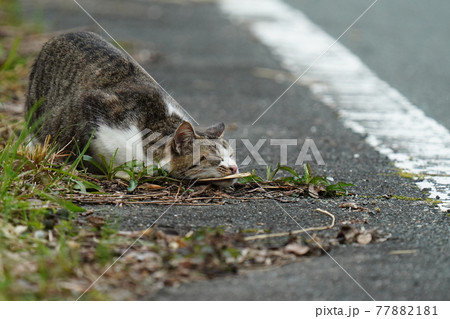 折れた木の枝に匂いを擦り付ける可愛い野良猫のキジトラ白のメス 77882181