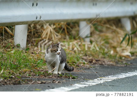 折れた木の枝に匂いを擦り付ける可愛い野良猫のキジトラ白のメス 折れた木の枝に匂いを擦り付ける可愛い野良猫のキジトラ白のメス 77882191