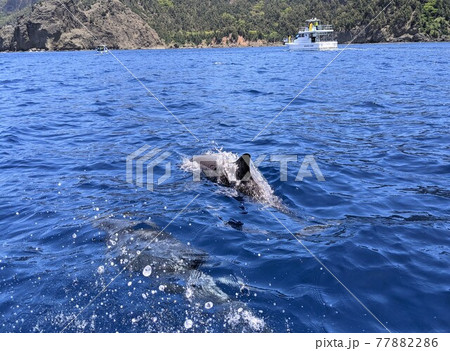 母島でハナサキイルカに出会う 77882286