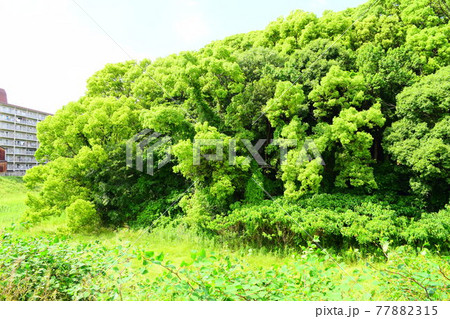 市ノ山古墳【世界遺産】 市ノ山古墳【世界遺産】 77882315