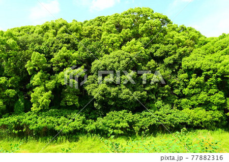 市ノ山古墳【世界遺産】 77882316