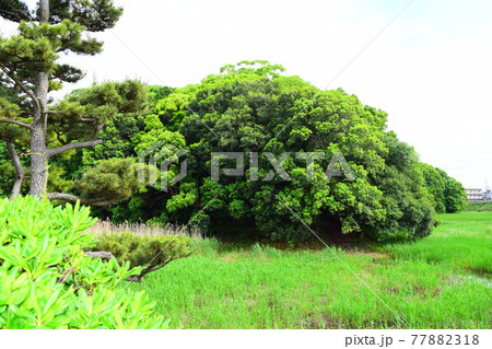 市ノ山古墳【世界遺産】 市ノ山古墳【世界遺産】 77882318