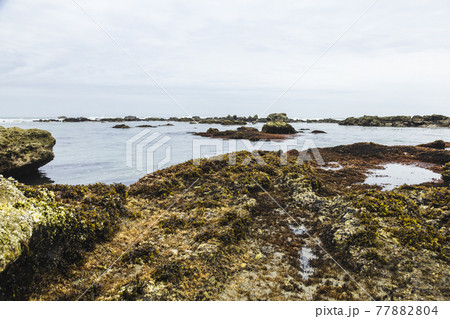 茨城県日立市 初崎海岸の岩場 茨城県日立市 初崎海岸の岩場 77882804