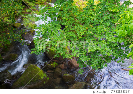 初夏の爽やかな風が青もみじアジサイの花を揺らす風景 初夏の爽やかな風が青もみじアジサイの花を揺らす風景 77882817