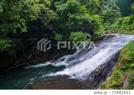 初夏の爽やかな風が青もみじアジサイの花を揺らす風景 初夏の爽やかな風が青もみじアジサイの花を揺らす風景 77882831