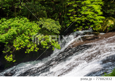 初夏の爽やかな風が青もみじアジサイの花を揺らす風景 初夏の爽やかな風が青もみじアジサイの花を揺らす風景 77882832