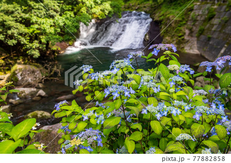 初夏の爽やかな風が青もみじアジサイの花を揺らす風景 77882858