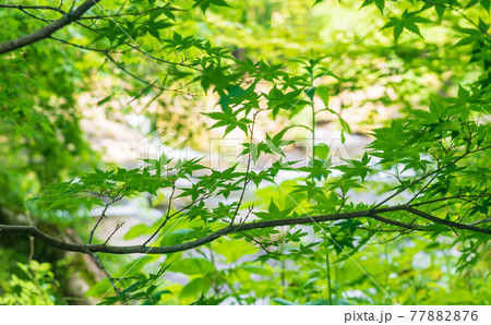 初夏の爽やかな風が青もみじアジサイの花を揺らす風景 初夏の爽やかな風が青もみじアジサイの花を揺らす風景 77882876