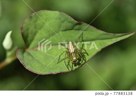 クモ(ササグモ) クモ(ササグモ) 77883138