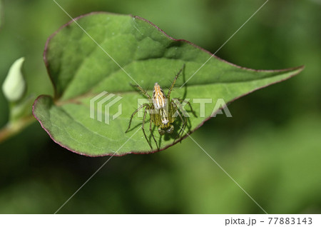 クモ（ササグモ） 77883143