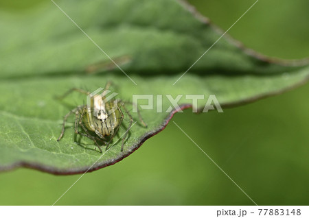 クモ（ササグモ） 77883148