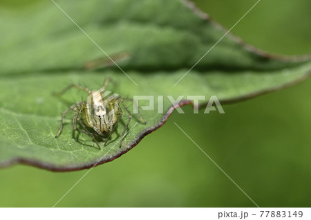 クモ（ササグモ） 77883149