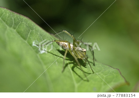 クモ（ササグモ） 77883154