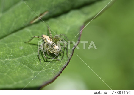 クモ（ササグモ） 77883156
