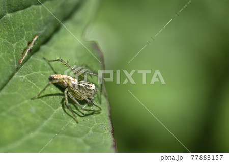 クモ（ササグモ） 77883157