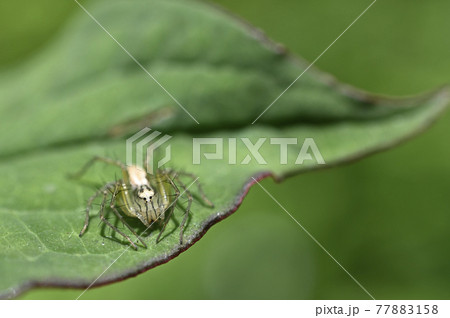 クモ（ササグモ） 77883158