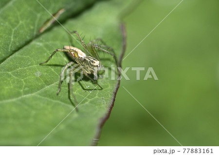 クモ（ササグモ） 77883161