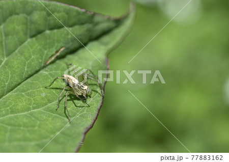 クモ（ササグモ） 77883162