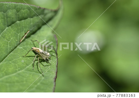 クモ（ササグモ） 77883163
