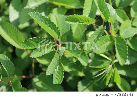 ワレモコウの葉（バラ科） 77883243