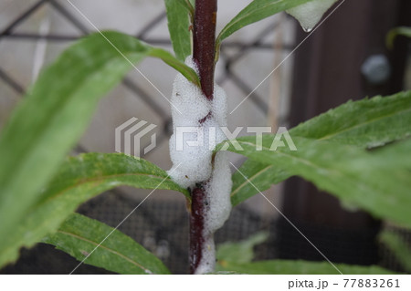 アワフキムシの幼虫の巣 77883261