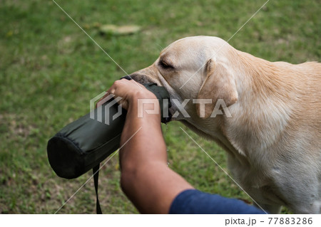 Labrador retriever dog drink water at park Labrador retriever dog drink water at park 77883286