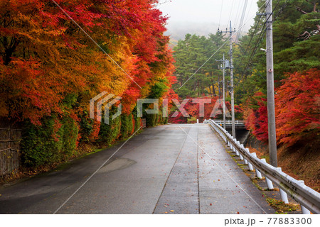 colorful fall maple trees and fog, Kawaguchiko colorful fall maple trees and fog, Kawaguchiko 77883300