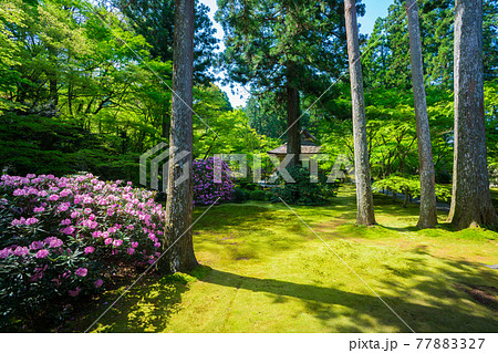 京都 三千院 シャクナゲ 京都 三千院 シャクナゲ 77883327
