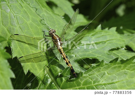 シオカラトンボ 77883356