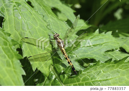 シオカラトンボ 77883357