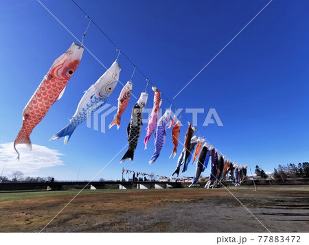 歴舟川清流鯉のぼり(北海道大樹町) 歴舟川清流鯉のぼり(北海道大樹町) 77883472